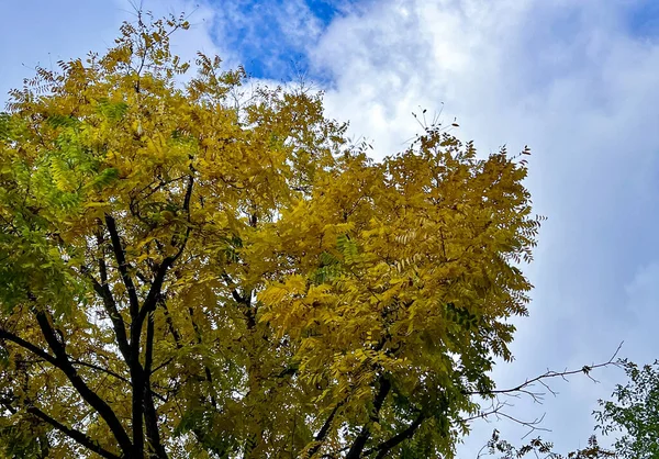 Sonbahar manzarası. Mavi gökyüzüne karşı sarı yapraklı sonbahar ağaçları