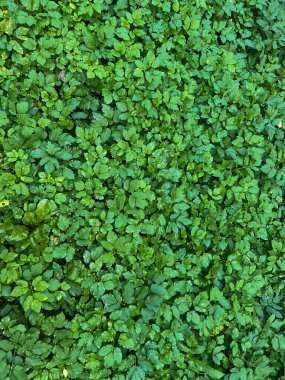 Sokaktaki yağmurdan sonra yeşil yaprakların arka planı. Sonbahar zamanı