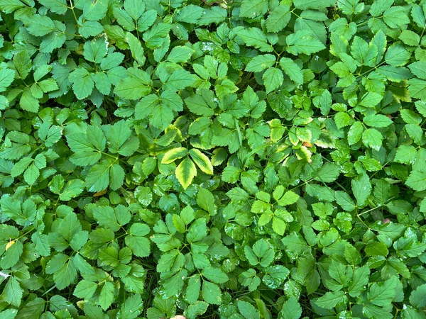 Achtergrond Van Groene Bladeren Regen Straat Herfsttijd — Stockfoto