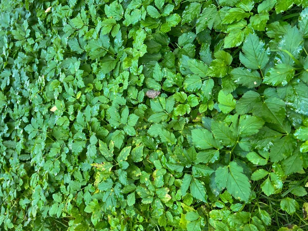 Fond Feuilles Vertes Après Pluie Dans Rue Heure Automne — Photo