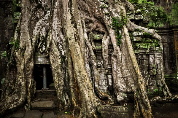 Angkor Wat, Cambogia — Foto Stock