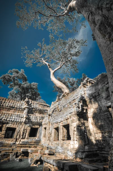 Ta Prohm Angkor Wat Combodia — Stock fotografie