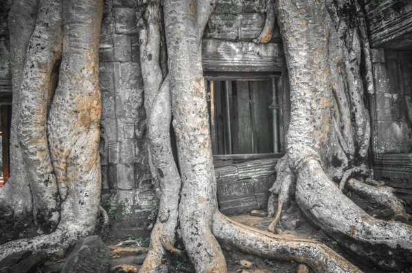 Ta Prohm Angkor Wat Combodia — Fotografia de Stock