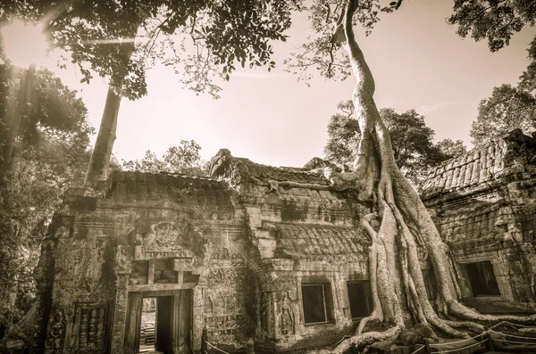 Ta Prohm sejtelmes épületegyüttese Angkor Wat Combodia — Stock Fotó