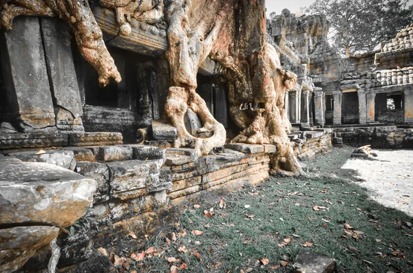 Úžasné stromy, Kambodžou, siem reap, angkor wat — Stock fotografie