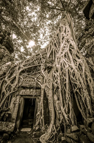 Kambodża, siem reap, angkor wat — Zdjęcie stockowe