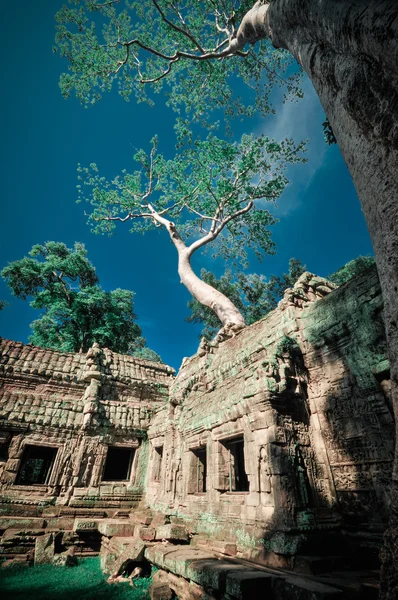 Angkor Wat, Camboya —  Fotos de Stock