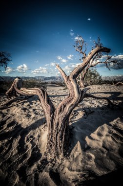 Ölüm Vadisi dunes ahşap HDR