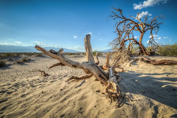 Death Valley dunes wood — Stock Photo, Image