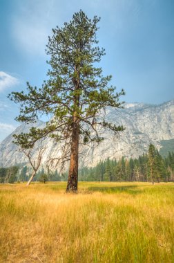 Yosemite lonley ağaç