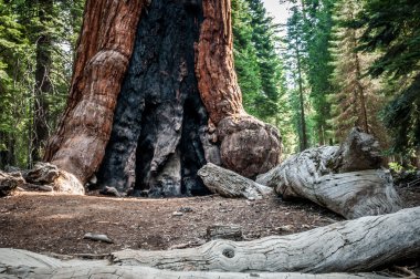 Yosemite büyük ağaç
