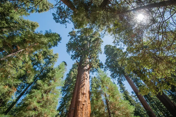 Sequoia park — Stockfoto