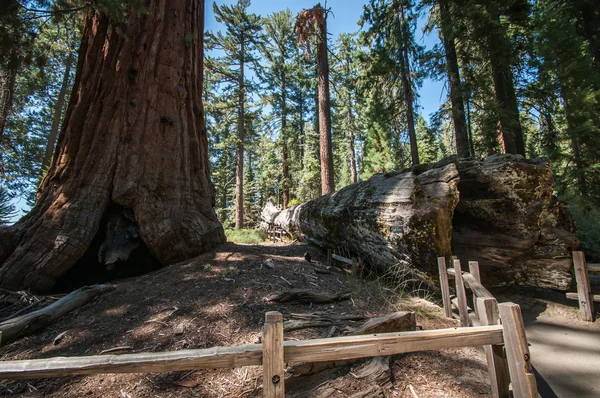 Havaalanı sequoia — стокове фото