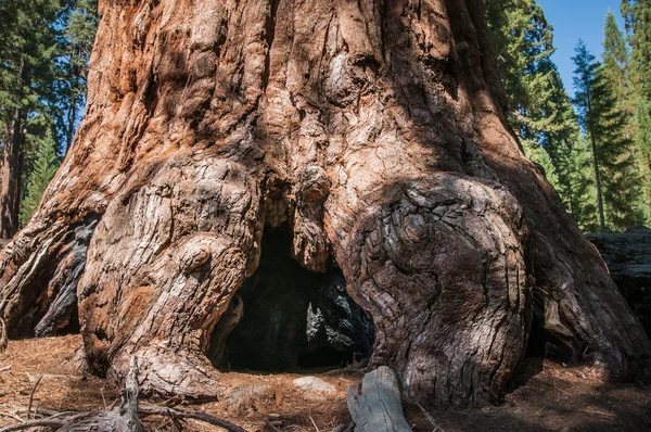 Sequoia pně kořen — Stock fotografie