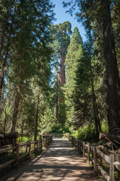 Träd trail sequoia — Stockfoto