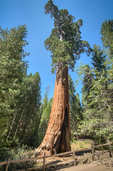 Vysoký strom sequoia — Stock fotografie