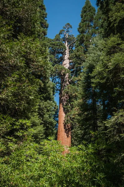 Sequoia skog — Stockfoto