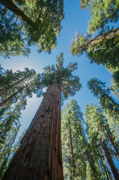 Sequoia cielo azul Imagen de stock