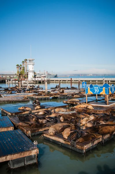 Pier 39 San Francisco USA — Stock Photo, Image