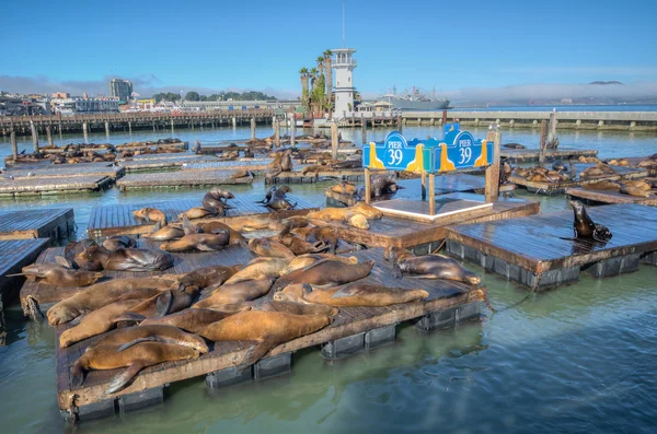 Californië zeeleeuwen — Stockfoto