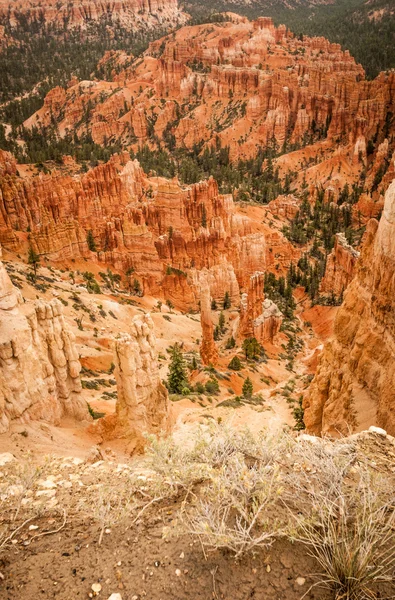 Canyon bryce skály a stromy — Stock fotografie