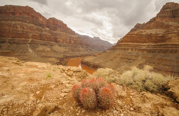 Grand Canyon kaktus — Stock Photo, Image