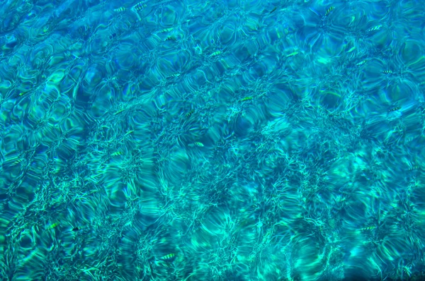 Peces en el agua en Koh Tao, Tailandia . — Foto de Stock