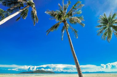Hindistan cevizi hurma mavi gökyüzü ile panoramik tropikal plaj. Koh samui,