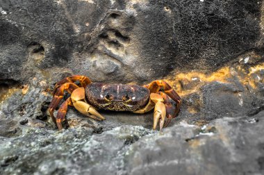 Grafiği Tayland beach Tapınağı krabi kayalar