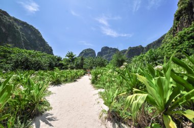 Orman maya defne phi phi Island leh, krabi, Tayland, Asya