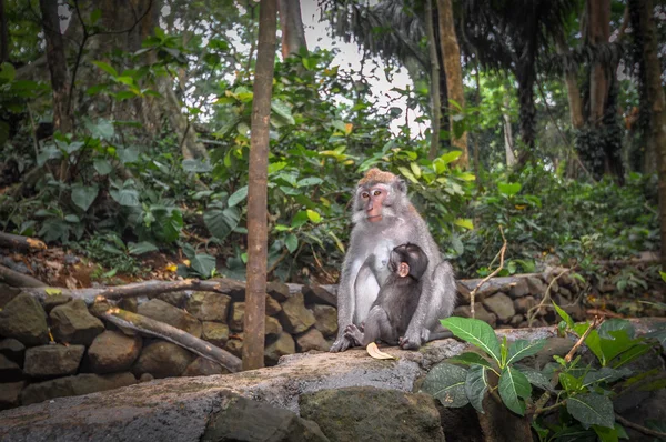 Macacos de cauda longa (Macaca fascicularis) em Sacred Monkey Fore — Fotografia de Stock