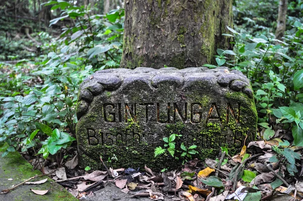 Heliga monkey forest, bali ubud — Stockfoto