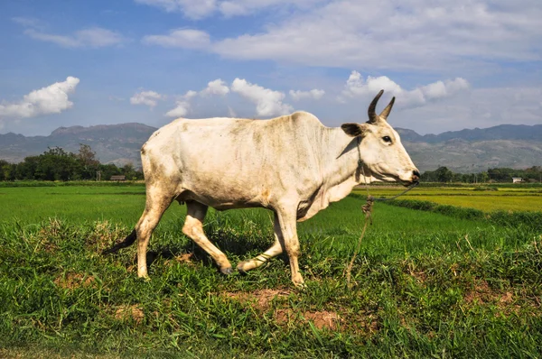 Cow on beautful Inle Lake Myanmar — Stock Photo, Image