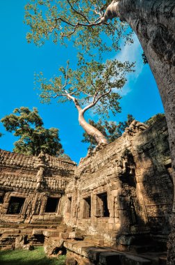 dev ağaç ta kapsayan balo ve angkor wat Tapınağı, siem reap, ca