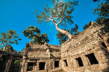dev ağaç ta kapsayan balo ve angkor wat Tapınağı, siem reap, ca