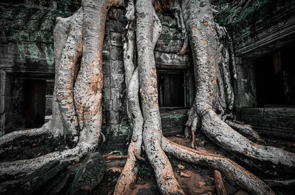 Stora träd som täcker ta prom och angkor wat templet, siem reap, ca — Stockfoto