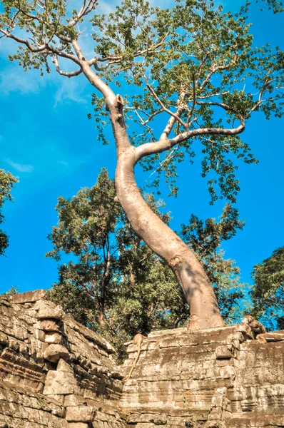 Árbol gigante que cubre el templo de Ta Prom y Angkor Wat, Siem Reap, Ca — Foto de Stock