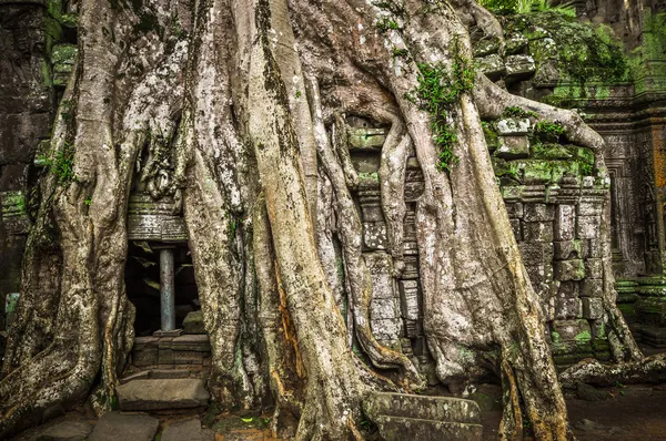 Stora träd som täcker ta prom och angkor wat templet, siem reap, ca — Stockfoto