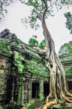 dev ağaç ta kapsayan balo ve angkor wat Tapınağı, siem reap, ca