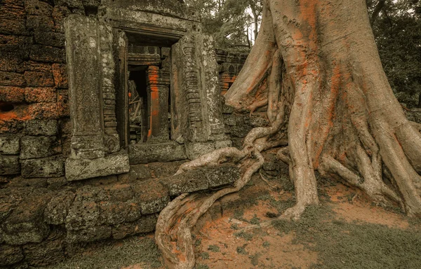 Albero gigante che ricopre il tempio di Ta Prom e Angkor Wat, Siem Reap, Ca — Foto Stock