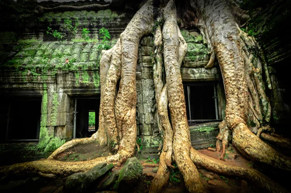 Árbol gigante que cubre el templo de Ta Prom y Angkor Wat, Siem Reap, Ca —  Fotos de Stock