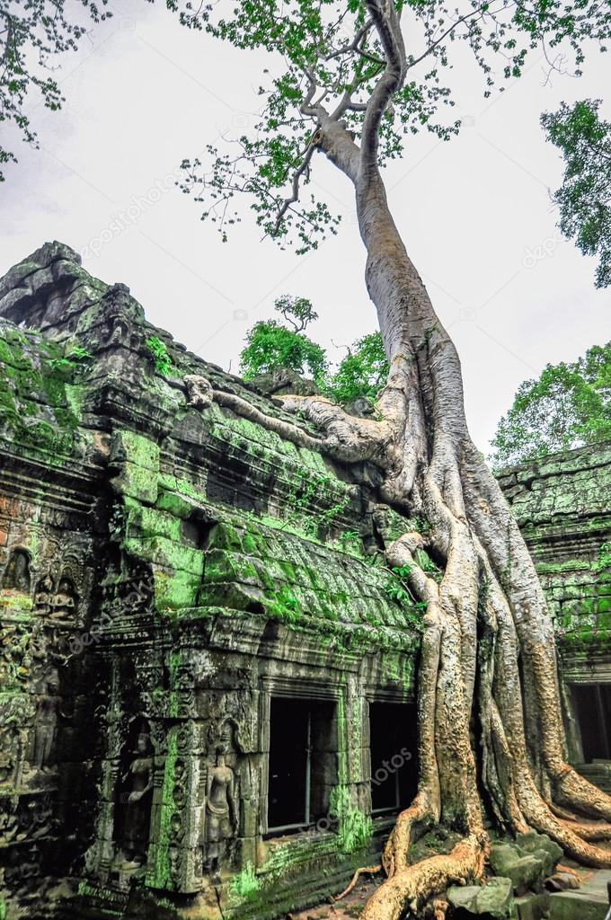 Giant tree covering Ta Prom and Angkor Wat temple, Siem Reap, Ca
