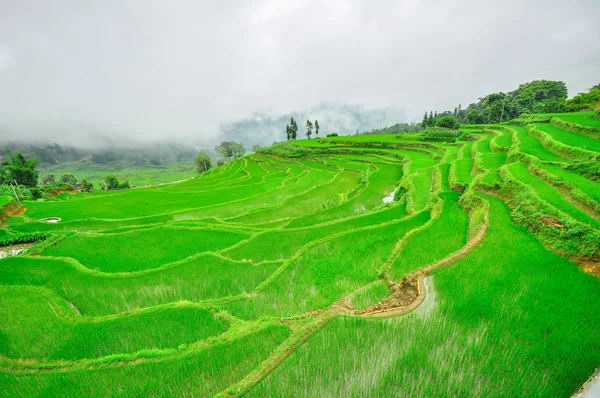 South China, Yunnan - 2011: Rice terraces in highlands — Stock Photo, Image