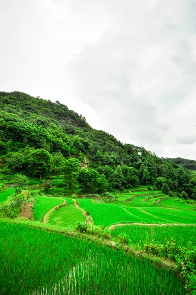 Güney Çin, yunnan - 2011: pirinç terasları Highlands — Stok fotoğraf