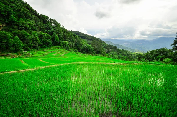 South China, Yunnan - 2011: Rice terraces in highlands — Stock Photo, Image