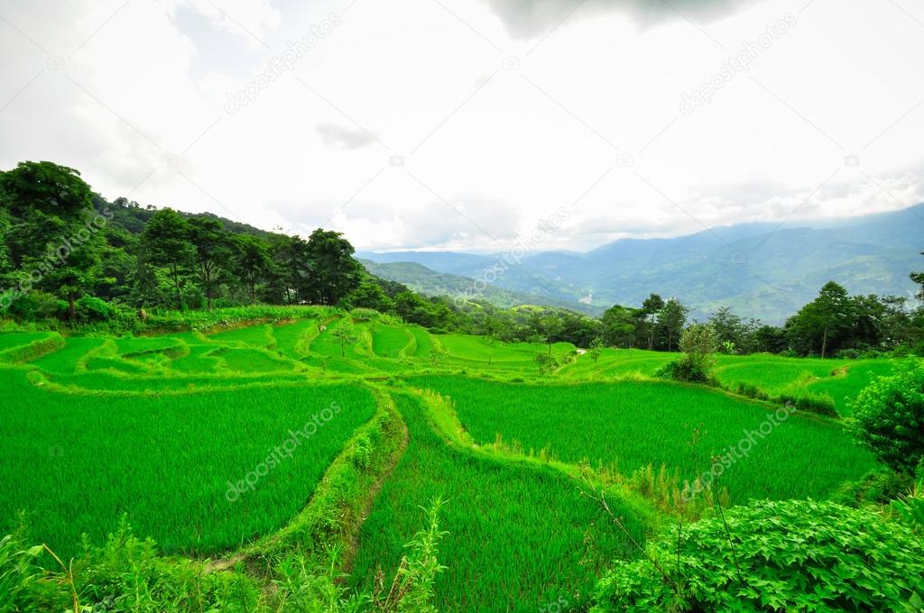 South China, Yunnan - 2011: Rice terraces in highlands