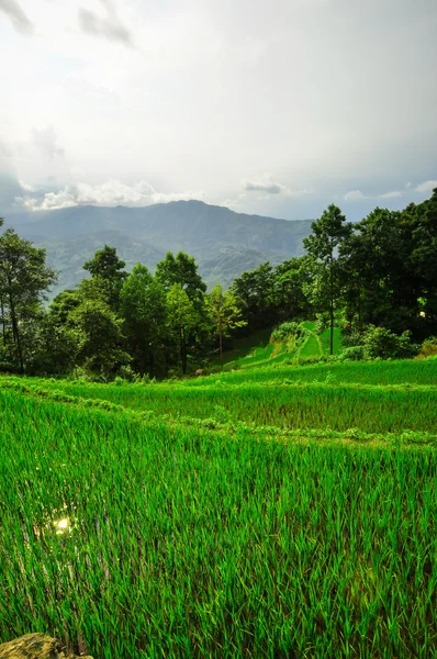 Güney Çin, yunnan - 2011: pirinç terasları Highlands — Stok fotoğraf