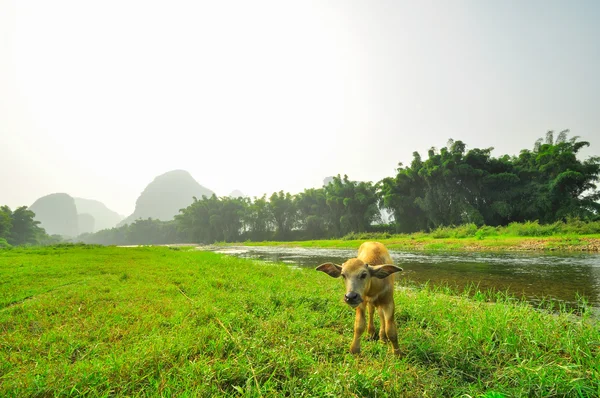 Guilin park en karst rotsen yangshuo — Stockfoto