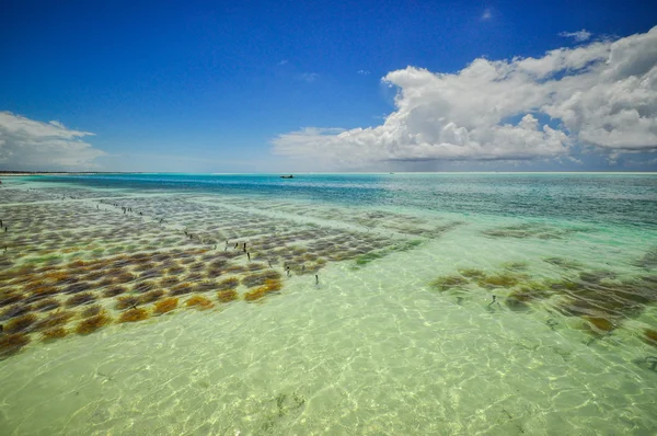 Zanzibar beach Tanzania — Stock Photo, Image