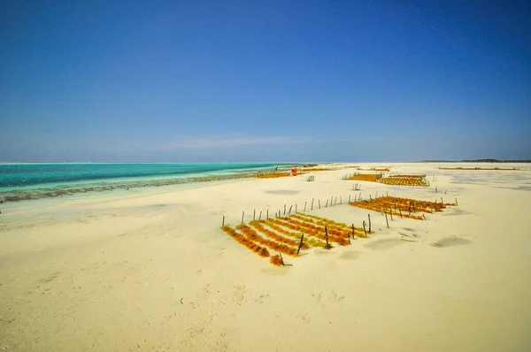 Plaży Zanzibar Tanzania — Zdjęcie stockowe
